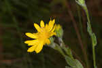 Cottony goldenaster